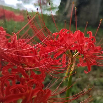 a47c16h8727y00's profile picture. 推し活・音楽・旅 | 出身 🇸🇬 | 2023年から 🇯🇵 | 日本語勉強中 (N2持ち)