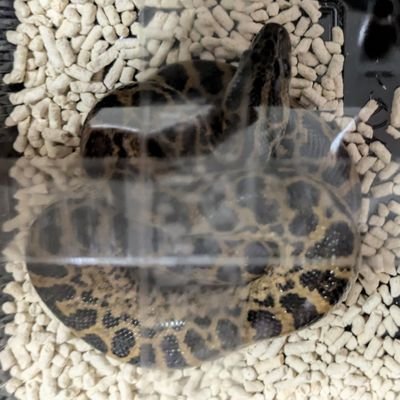 uQUvgeZlHR28918's profile picture. キイロアナコンダ飼育してます!!
アナコンダ💕　　　　　　　　　　　成長投稿します！2024,11,21　キイロアナコンダ