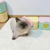 かや (@mooqha) Twitter profile photo かや (@mooqha) Twitter profile photo
