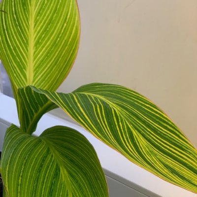 masah_ok's profile picture. 🧬🔬🍃.