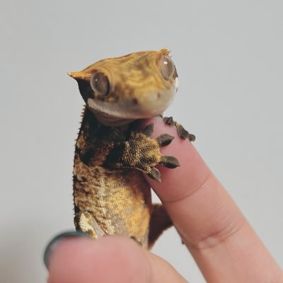 갑자기 크레스티드 게코에 빠진 초보집사 💖 *주의* 크레 입문하신 분들...개체 수 증가에 주의하십시오ㅠㅠ 정말 순식간에 늘어납니다....저는 글른 것 같습니다. 다른 분들이라도 생존하시길....
