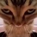 Zorki (@fedzorki_) Twitter profile photo Zorki (@fedzorki_) Twitter profile photo