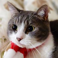 猫のみぞれくん (@suya_suyary) 's Twitter Profile Photo 猫のみぞれくん (@suya_suyary) 's Twitter Profile Photo