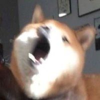 DOGGIE (@doggie_117) 's Twitter Profile Photo DOGGIE (@doggie_117) 's Twitter Profile Photo
