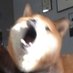 DOGGIE (@doggie_117) Twitter profile photo DOGGIE (@doggie_117) Twitter profile photo