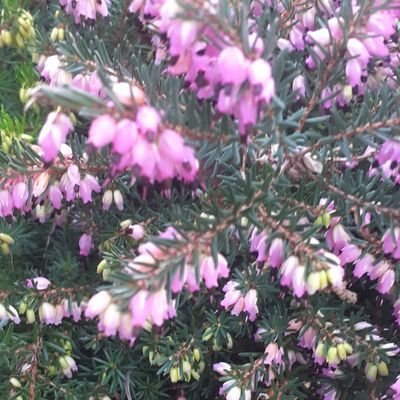 BridNiLionaird's profile picture. Midlands,Mammy,Carer