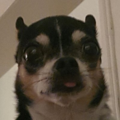 snad3r's profile picture. 🇳🇴🐂🐧