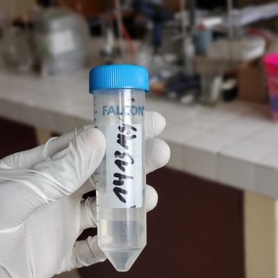 B. Sc. Hydrochemistry (University of Kinshasa, Dem. Rep. of the Congo)