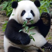 パンダ (@panda08187) 's Twitter Profile