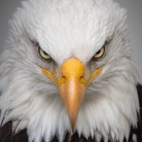 Eagle Eye (@ahabdilemma) 's Twitter Profile
