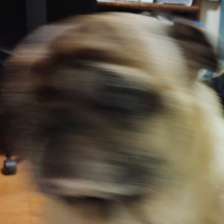 WOnA0EB8x465993's profile picture. ワイ、PUG