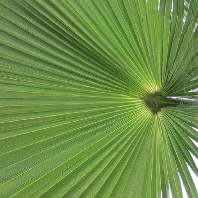 SimoBrogh's profile picture. 