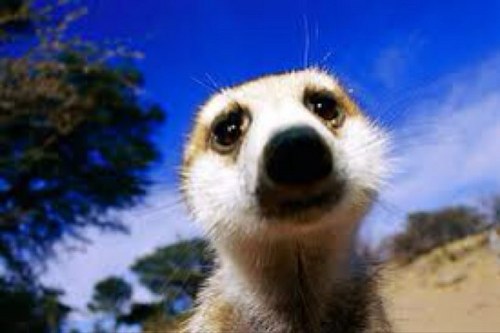 JameerUngobz's profile picture. #dada #meer keep it #seer or get out or here #dritz