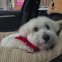sasa π (@c0comong) 's Twitter Profile