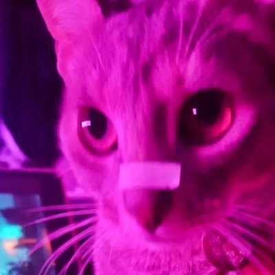 Darkiibear's profile picture. 