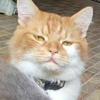 upkaboo's profile picture. just for fun.