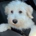 Freedom Doggy (@freedomdoggy) Twitter profile photo Freedom Doggy (@freedomdoggy) Twitter profile photo