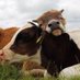 out of context cows (@ooccows) Twitter profile photo out of context cows (@ooccows) Twitter profile photo