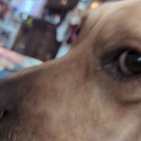 Terrance the Dog (@mechanical000) 's Twitter Profile