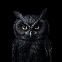 Dorian Grey™ tfx (@tfx53) 's Twitter Profile