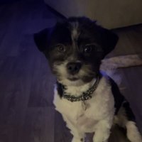Mac the shih tzu cross (@mac_andmacey) 's Twitter Profile