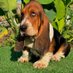 basset hound (@prejectbab48363) Twitter profile photo basset hound (@prejectbab48363) Twitter profile photo