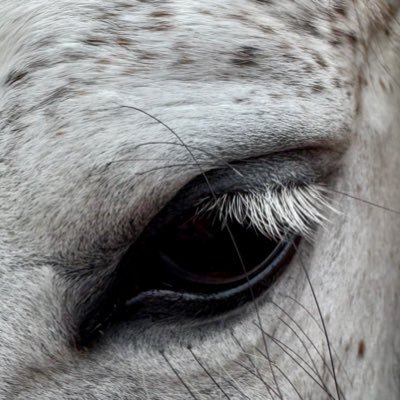 AdamSerwatkowy's profile picture. 🐎🏍 🇬🇷🇵🇱🇧🇪🇸🇩🇪🇺🇩🇪🇳🇱🇮🇱🇦🇪🇱🇻🇱🇹🇨🇾🇪🇸🇸🇪🇮🇸🇭🇷🇲🇪🇮🇹🇵🇹 🇪🇸🇱🇰🇲🇻Unijczyk polskiego pochodzenia