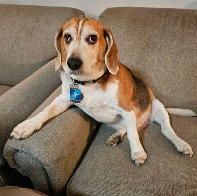 🇺🇸🇮🇪 🇪🇺🇮🇹 🇺🇦🇺🇦🇺🇦
New England ➡️ 🇮🇪
NAFO, Rebel Alliance. Beagle enjoyer. Pitchfork owner. Fuck Trump