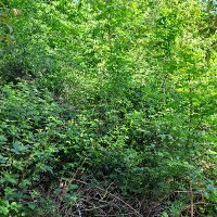 Stefan (@brenners16) 's Twitter Profile