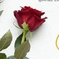 ج (@rofomm) 's Twitter Profile