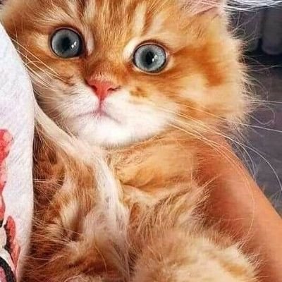 odiakkoh080010's profile picture. 