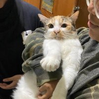 nekoママ。🐈 (@lowongcat) 's Twitter Profile