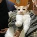 nekoγγγπ (@lowongcat) Twitter profile photo nekoγγγπ (@lowongcat) Twitter profile photo