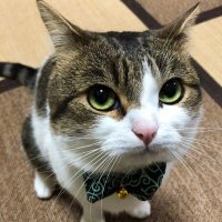 fern (@fern_400) 's Twitter Profile