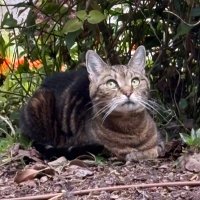 Puss - misses 💜scruff and Annie (@pusscattius) 's Twitter Profile Photo Puss - misses 💜scruff and Annie (@pusscattius) 's Twitter Profile Photo