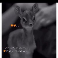 أبو عواد الحساب الرسمي (@abwalhsab76193) 's Twitter Profile
