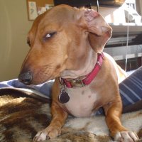 Side Eye Doggy (@sideeyedoggy) 's Twitter Profile