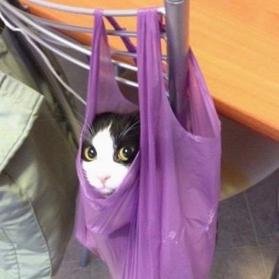 nacattieblu's profile picture. 🐯🦮🎸 ★💂🏻🐈💟