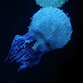 voodoojellyfish's profile picture. Here to immerse myself in Ethereum and Web3