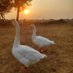 Bholanath Yadav (@bholanathy36861) Twitter profile photo Bholanath Yadav (@bholanathy36861) Twitter profile photo