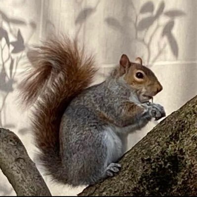 rstarr556's profile picture.