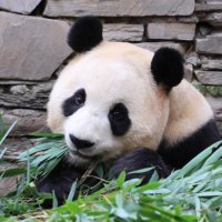 FULIGHT.BAO (@fulightbao) 's Twitter Profile Photo FULIGHT.BAO (@fulightbao) 's Twitter Profile Photo