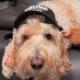 PatrioticPaws (@patrioticpawz) Twitter profile photo PatrioticPaws (@patrioticpawz) Twitter profile photo