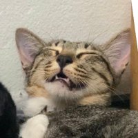 Aonaonb 𝟏❤︎ ₊˚. 🎧ྀི♪⋆🎲 (@aonaonb) 's Twitter Profile