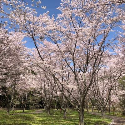 5CGCKFzOGz84089's profile picture. 家庭連合の会員です
歌を歌うのが好きで、聴くのも好き、応援するのが大好き
勤労婦人、心はいつも40修生