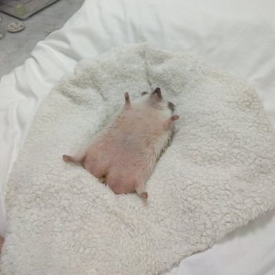 dream_HD1's profile picture. 