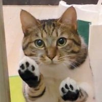 猫のテト (@cat_tetoteto) 's Twitter Profile Photo 猫のテト (@cat_tetoteto) 's Twitter Profile Photo