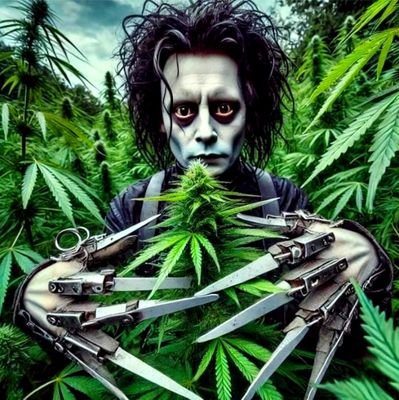 Sunshine Cannabis Advocate & Supporter
Cannabis Educator with Explainer Videos and more
AI and e-commerce Expert Tap In https://t.co/4Btv0yfqP0