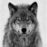 Wolf Wiseman (@a_wise_man_10) 's Twitter Profile