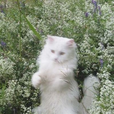 to_lstrsh's profile picture. 